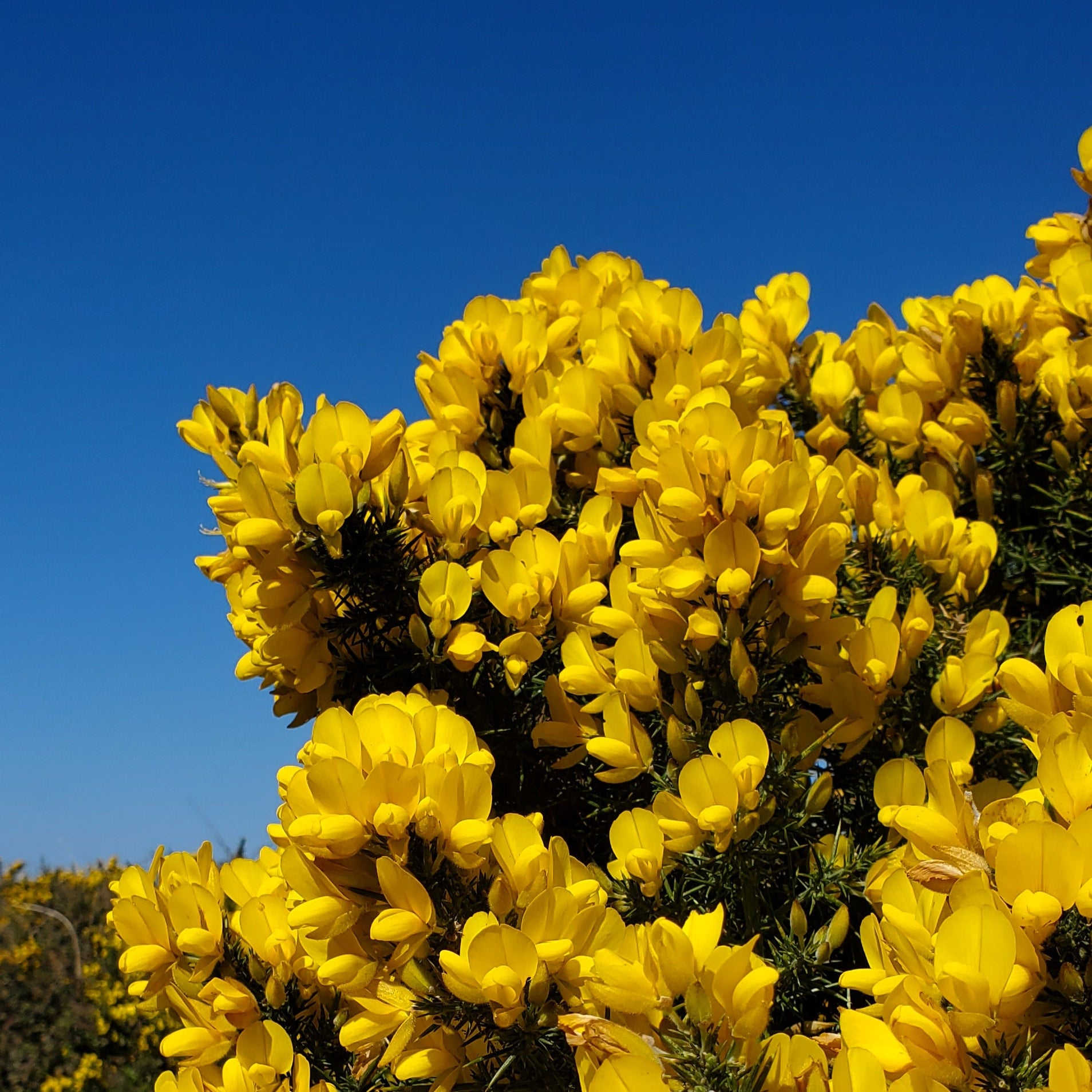 Yellow gorse flowers against a clear blue sky
